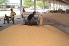 Summer maize growers demand MSP procurement amid bumper arrivals in Haryana mandis