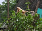 "Seven rescued Golden Langurs released back into Sikhna Jwhwlao National Park": Assam Forest Minister