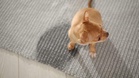 Man continues to starve his pets despite two rescues in two years