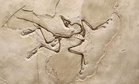 A Chinese Team Unearthed a Well-Preserved 13-Inch Dinosaur With Four Wings and a Tail Unlike Any Known Fossil