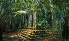 Archaeologists Discover a Completely Intact Maya City Hidden Beneath Mexico’s Jungle for More Than 1,000 Years