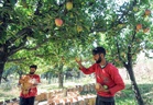 Weather-based crop insurance may soon become reality for J&K farmers
