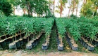 Rohtak sets target of planting 3.48L saplings this monsoon