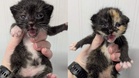 After a tough separation, these two adorable orphan kittens celebrate their reunion