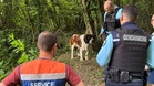 Tied up in the woods with no food or water, this St Bernard is saved by hikers just in time