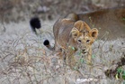 Man held for killing lion cub in Gujarat’s Junagadh