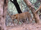 Uttar Pradesh: 8 injured in leopard attack in Bahraich, search operation underway