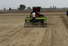 Paddy dominates kharif season in Sonepat, Panipat as DSR technique gains ground