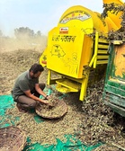 Kapurthala farmers reap rich harvest of spring groundnut