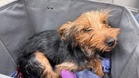 Seriously ill dog abandoned in a storm with catheter still attached