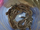 Odisha: 30 baby cobras rescued from beneath wood-apple tree, safely released into forest