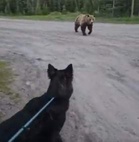 180-kg grizzly bear stalks woman, pet dog on Alberta hiking trail; both escape unhurt