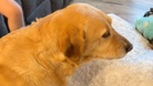 The moment she saw this tiny kitten, this dog decided to become its bodyguard