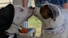 Iconic doggy duo tie the knot in adorable rescue shelter wedding