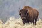 Boy, 12, attacked by 900kg bison in shocking attack as child rushed to hospital
