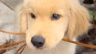 Retriever puppy eager to show off “greatest treasure": things don't go to plan