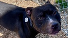Dog waiting in shelter yard for his family, then a cruel text changes everything