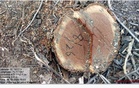 Timber plunder : HC opens door to probe into smuggling