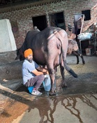 Mohali dairy farmer’s journey from small unit to thriving 300-animal enterprise