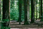 The trees protecting Europe's climate are themselves under threat