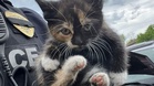 Rescued from a car engine, this tiny kitten rushes straight into another trap