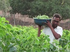 Zero cost, double profit: Gujarat's Dahod farmers see success in natural farming practices