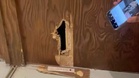 Cafe staff hear crying inside a kitchen wall and find a kitten in distress