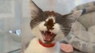 She queued all night for a kitten: at 1am, a car pulled up in front of her