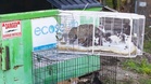 Shelter staff left completely shocked after 30 cats are abandoned by a bin