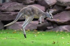 Kangaroo spotted near Hamburg but too quick for the police