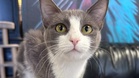 As soon as a visitor sits down, chatty shelter cat climbs on lap and won't budge