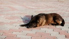 Man brings “stray” Malinois to police, but officers soon uncover his lie