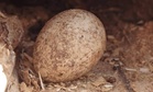 Scientists Found a 15-Million-Year-Old Record of Earth’s Atmosphere Hidden Inside Giant Bird Eggshells
