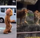 ’Is that how they think we look?’ Real lions’ expressions during Japanese zoo escape drill go viral