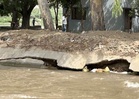 Bathinda residents stare at breach as rodents weaken Sirhind Canal bank