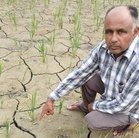 Cracks in fields, rising costs deepen paddy farmers’ worries across Punjab