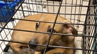 Abandoned in a heatwave, dog's gesture to his cat friend brings viewers to tears