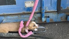 Tied to a bin in 37°C heat: the sad fate of a Chihuahua abandoned without a drop of water