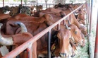 MP govt to provide cows at subsidised rates to ’Ladli Behna’ beneficiaries: Minister
