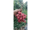 Piyush Goyal hails export of Punjab’s first Litchi consignments to Oman