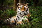 Tiger body unveils science-driven roadmap for big cat conservation