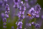 J&K Govt establishes 2 lavender nurseries in Uri