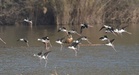 Take measures to improve migratory bird habitat quality at Sukhna: Kataria