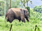 Assam: Forest Department-Aaranyak efforts lead to decline in human deaths in Lakhipur human-elephant conflict hotspot