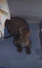 Nature’s call: Leopard strays into washroom at Solan house