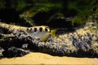 CMFRI discovers new deep-sea fish species in Arabian Sea
