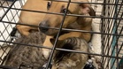 Puppy puts protective paw around cat: heart-melting scene moves entire shelter
