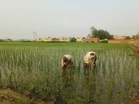 Deficient rainfall and Fiji virus fear slow paddy transplantation in Haryana