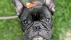 Dog struggles to breathe due to illness: rescuers launch desperate appeal