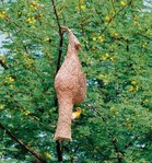 Chandigarh Red Cross Society launches bird welfare programme